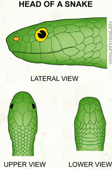 Head of a snake  (Visual Dictionary)